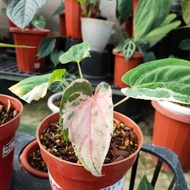 anthurium papillilaminum hybrid variegata - 01 - pso