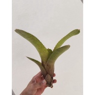 Bromeliad neoregelia Spectabilis