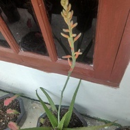 lidah buaya berbunga langka cantik hub 082387561059