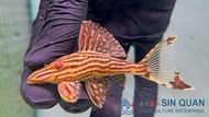 Pleco L27b/Pleco/L27b Xingu Royal Pleco/Freshwater 申古白金皇冠豹异型/异型鱼/活鱼(Sin Quan Aquaculture Enterprise)
