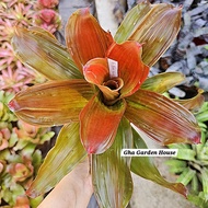 Rare - Orange Tulip / Bromeliad by Gha Garden House