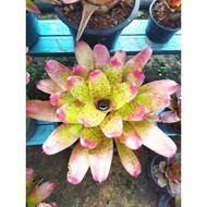 Bromeliad Cheer Saiz Besar/Pasu 11"/Bromeliad Plant