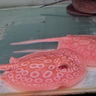 IKAN PARI HIAS AIR TAWAR ALBINO PEARL STINGRAY MEWAH BUKAN BLACK DIAMOND MOTORO IKAN HIAS TANKMATE A