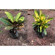 Codiaeum variegatum puding puling Croton 变叶木 LIVE PLANT OUTDOOR