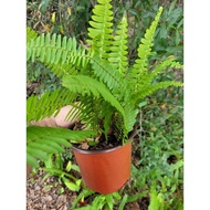Boston Fern Pokok paku pakis hiasan ( pokok hidup )