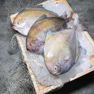 [Song Fish] Black Pomfret Frozen