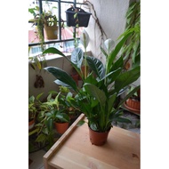 Peace Lily Indoor Flower Plant with Pot