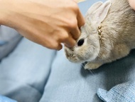 馬雅13月亮曆解讀諮詢【 寵物解讀・寵物合盤 】