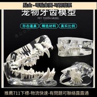 獸醫寵物牙齒模型透明狗牙貓牙口腔犬牙模教學演示動物仿真牙模具