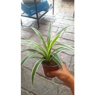 Spider web plant 吊兰 Indoor plant