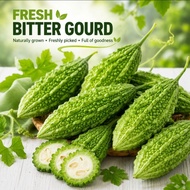 FRESH Peria Katak |Peria Pahit | Bitter Gourd 500g