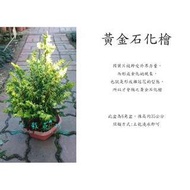 心栽花坊-黃金石化檜/6角盆/綠化植物/松/杉/柏/檜/售價160特價140