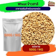 Wheat A Dietary Supplement For All Types Of Birds (Sold Separately 500G/1KG)