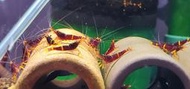 蘇蝦 黃斑 飼料