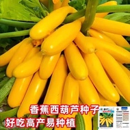 Biji pisang zucchini jenis buah empat musim import kuning pisang tembikai buah zucchini benih sayuran