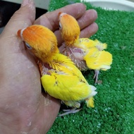 anakan/lolohan burung lovebird/LB/lakbet biola lutino