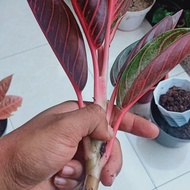 Aglonema Red Sumatra Indukan Bawa Anak Tunas