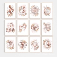 Zwangerschap Foetus Met Bloemen Art Prints Medisch Onderwijs Posters Vrouwelijke Baarmoeder Bekken S