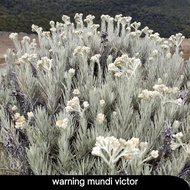 Warning mundi victor kiloan 1kg