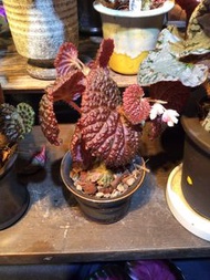 黑山秋海棠 Begonia “Black Mountain ”