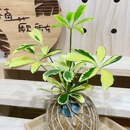 【植蕨所在】 黃金鵝掌藤 水苔球 室內植物 觀賞植物 開店送禮 新