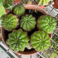 Succulent/Cactus-big pot