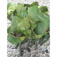 Stek tanaman ekor naga (epipremnum pinnatum) mirip monstera