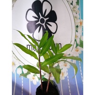 ANOR - Bonglai hitam Anak Pokok Tanaman Benih Garden Seed Seeds