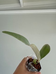 鹿角蕨 P. Akki (出新面）