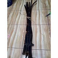 Sulur Bertam saiz tongkat