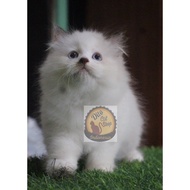 Miliki Kucing Persia Anggora Munchkin Himalaya Ragdol Super