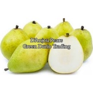 ANAK POKOK PEAR D'ANJOU - BUAH HIJAU