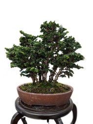 日本叢林石化檜