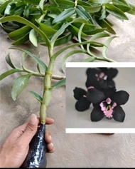 anggrek black Papua ready