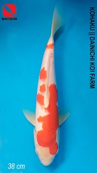 BEST Ikan Koi Import KOHAKU 38 cm Sertifikat DAINICHI Koi Farm JEPANG