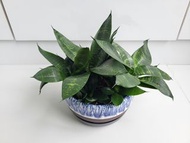 短葉虎尾蘭，盤直徑 15cm