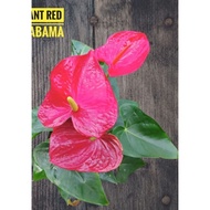 RED ALABAMA ANTHURUIM