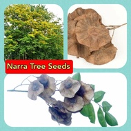 NARRA TREE ---15 SEEDS