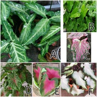 Keladi Hiasan | LIVE Plant | ARROW HEAD PLANT | Keladi | Indoor Plant |