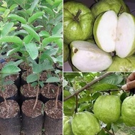 Bibit Jambu Kristal Non Biji Terlaris