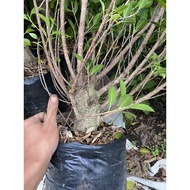 bahan bonsai ficus kimeng ficus microcarpa bonggol besar