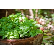 เมล็ดพันธุ์ โหระพาอิตาเลี่ยน โหระพาใบใหญ่ เบซิลใบใหญ่ 50-400 เมล็ด Italian Basil ปลูกง่าย โตเร็ว [ซื