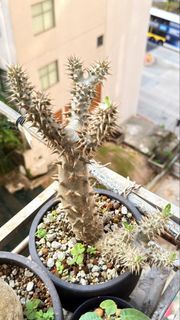 席巴女王之玉櫛( 植物買一送一）Pachypodium densiflorum) 棒槌 塊根