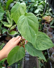 Philodendron hederacum variegated/พลูบราซิลด่างมินต์