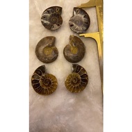 Ammonite halfs set