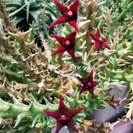 Orbea ubomboensis 萝藦/huernia