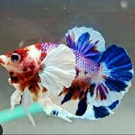 Dumbo ear multicolor / dumbo ear copper Dt Material