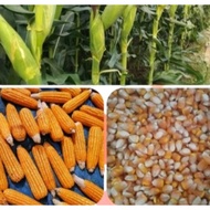 Dekalb Corn Seeds for Planting(1kilo)