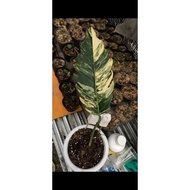 philodendron caramel marble 1 leaf (rare plant)