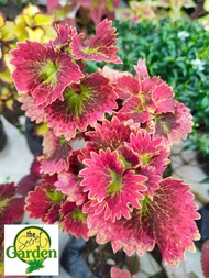 Mayana Coleus Red Twirl (Rare Mayana) with FREE garden soil (Outdoor Plant, Real Plant, Live Plant and Limited Stock)